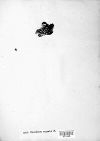 Racodium rupestre image